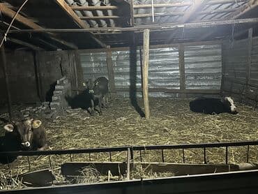 номер некст такси кара балта: Продаю | Бык (самец) — 4