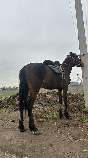 сөөл жан: Сатам | Байтал | Жумушка — 2