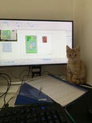 отдам кошечку в добрые руки: Кошка даром: Беспородная, 4 месяца, Девочка, Приучена к лотку, Проглистована — 1