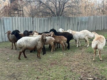 Продаю | Овца (самка), Ягненок, Баран (самец)