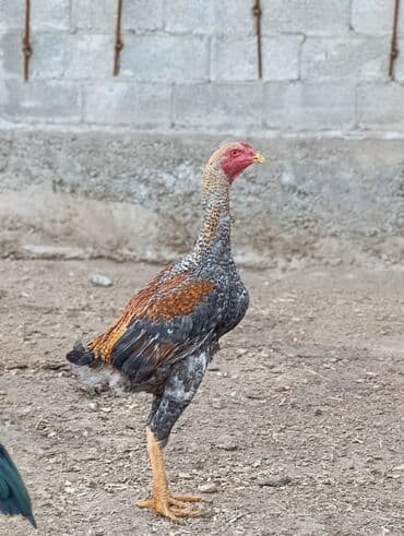 отдам даром охотничью собаку: Продаю | Петух | Дакан | Для разведения — 2