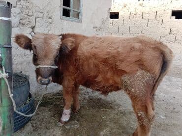 Кемирүүчүлөр: Сатам | Музоо | Аргын | Бордоп семиртүү үчүн | Байланган — 1