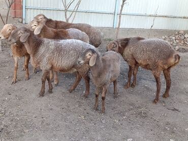 продажа щенков немецкой овчарки с документами в бишкеке: Продаю | Овца (самка), Ягненок, Баран (самец) | Полукровка | Для разведения | Ярка — 8