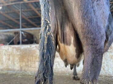 Продаю | Корова (самка) — 7