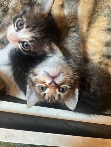 новорожденные котята: 2 месяца, Девочка, Приучена к лотку — 1