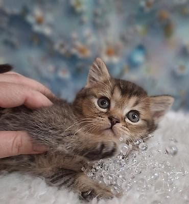 шотландский скоттиш страйт: Скотиш Страйт (Шотландская прямоухая), 2 месяца, Мальчик, Приучена к лотку, Проглистована — 6