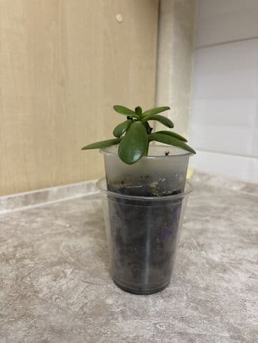 сингониум купить: Продаю цветы по 250 сом - Сингониум по 2 рассады - Сансевиерия ханни - — 8