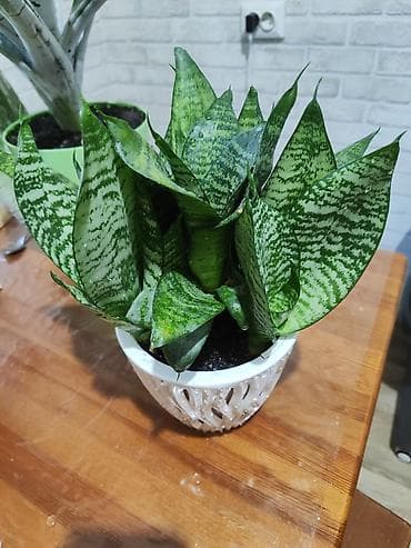 сансевиерия зеленая: Сансевиерия (Sansevieria trifasciata) компактного типа в декоративном — 1
