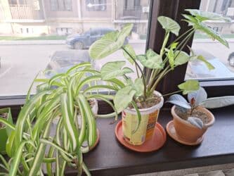 продам рассаду помидор: Продаю фикус черный принц, хлорофитум, сингониум все за 500с — 1