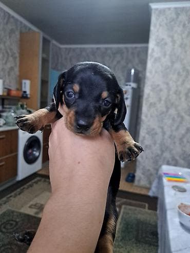 собаки таксы: Щенки таксы ищут любящих хозяев, гладкошерстные, окрас черно-подпалый — 5