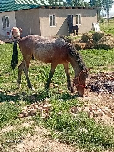 фазан бишкек: Сатам | Байтал | Көбөйтүү үчүн | Асыл тукумдуу — 3