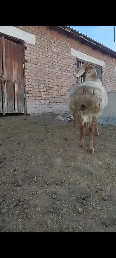 о шамо сотка: Продаю | Баран (самец) | Арашан | Для разведения | Осеменитель — 9