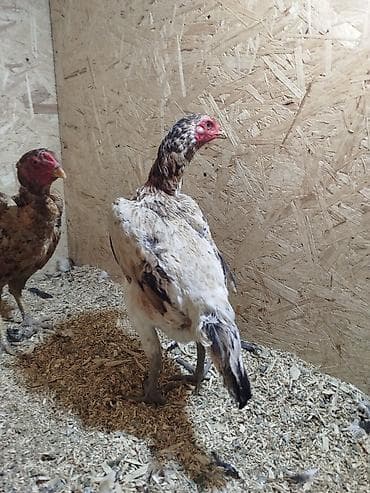 дакан цыпленок: Дакан мекиштер сатылат активный алмашу жолдору бар адрес Заря Тынчтык — 3