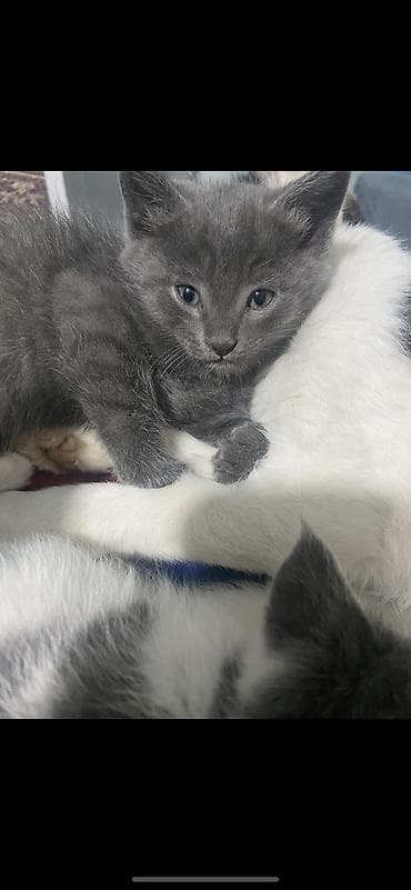 бесплатно отдам машину: Кошка даром: Беспородная, 2 месяца, Мальчик — 2