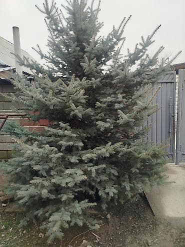 фитония: Ель голубая (Picea pungens, «голубая ель») высота 3.20 озунор казып — 3