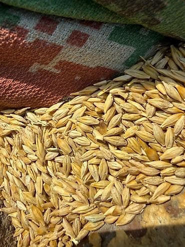 ун тегирмон: Продам ячмень на посев, 6 рядный Арпа сатылат уронго, 6 кырлуу — 1