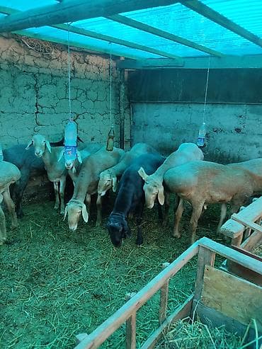 Айыл-чарба жаныбарлары: Сатам | Ургаачы кой (ургаачы) — 2