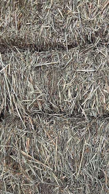 одежды мурской: Сено в тюках (люцерна) Сухое Корм для животных В большом количестве — 3