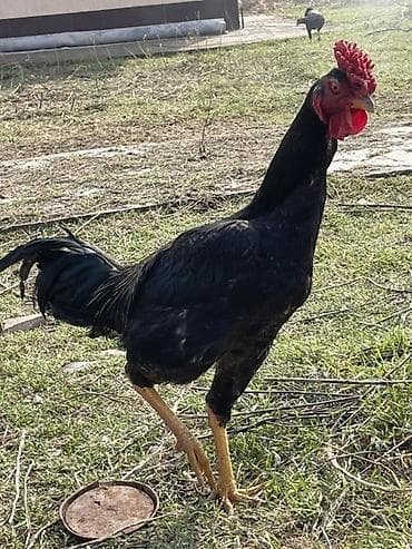 животные корова: Продаю | Петух | Бойцовая | Для разведения — 1