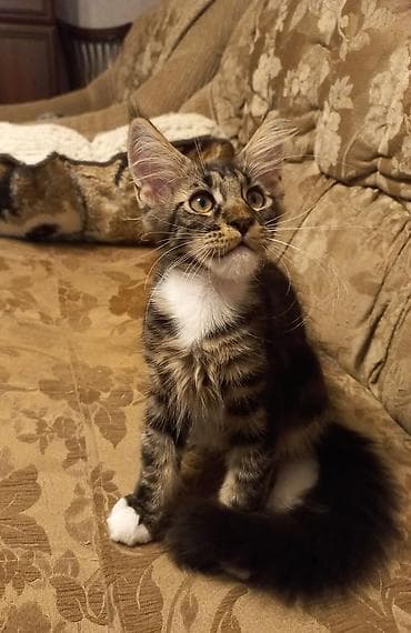 Животные: 🐾🐈 3-х месячные мейн-кунчики готовы стать Вашими.☝️❤️ Прививки будут — 1