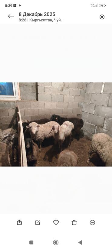 где купить кошку в бишкеке: Смиз козулар сатылат 100 Ден — 7