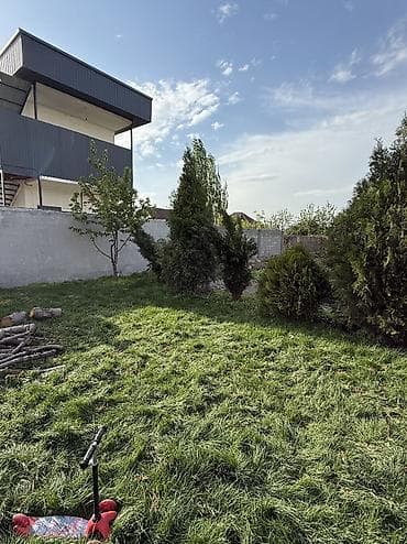 саженцы дуба: Туя Сатылат Живые хвойные растения для озеленения участка — 10