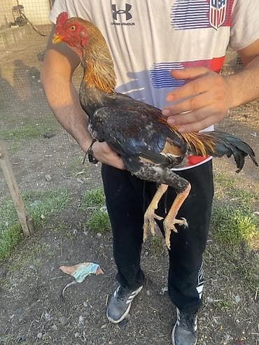 жом сухой: Продаю | Петух | Дакан | Для разведения, Для боев — 4