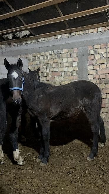 летучий мыш: Продаю | Ягненок | Для разведения — 2