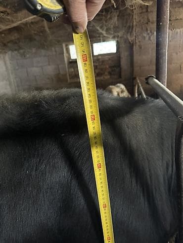 продажа быков: Продаю | Бык (самец) | На откорм | Осеменитель — 3