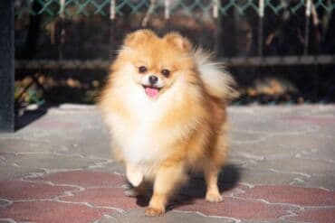 Вязка собак: Шпиц, 3 года, Самка — 19