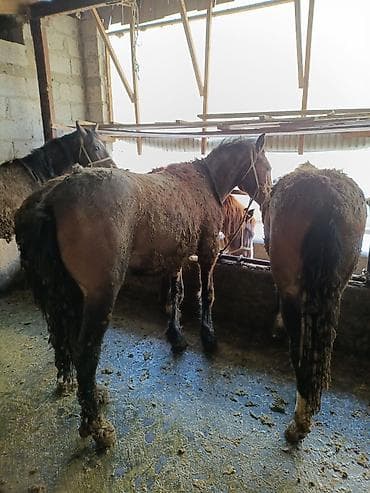 алабай: фото щенки: Продаю | Жеребец | Рабочий — 7