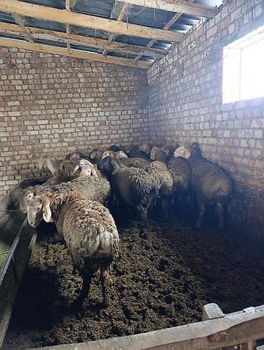 купить барашку: Продаю | Баран (самец) | Арашан | Для разведения | Племенные — 5