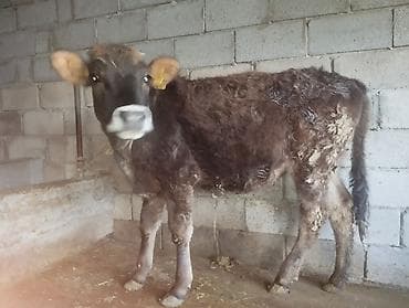 алабай щенок: Продаю | Бык (самец) | На откорм | Привязанные — 3