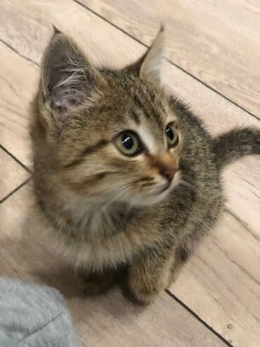 Грызуны: Котёнок тигрового окраса ищет дом - Полосатый короткошёрстный котёнок — 1