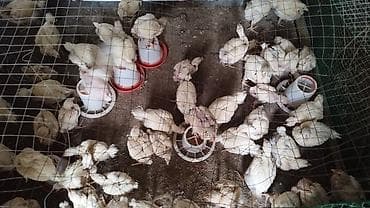 Животные: Продаю | Цыплята | Бройлерная | На забой — 3