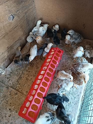 куплю туки: Продаю | Цыплята | Для разведения — 3