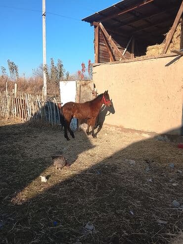 породистые собаки в добрые руки: Продаю | Жеребенок | Для разведения | Племенные — 4