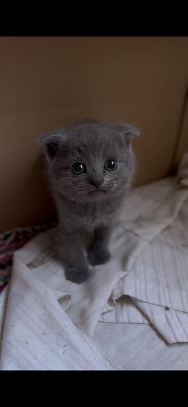 кошки лысые: Продаются шотландские котята, возраст 1 месяц. 🐱 Мальчик — Scottish — 1