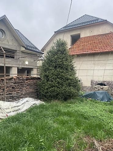 деревья саженцы: Ель/пихта крупномеры для пересадки. - Несколько взрослых хвойных — 1