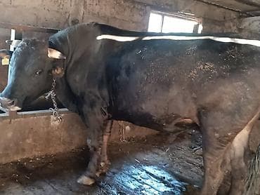 американский кокер спаниель цена: Продаю | Бык (самец) — 2