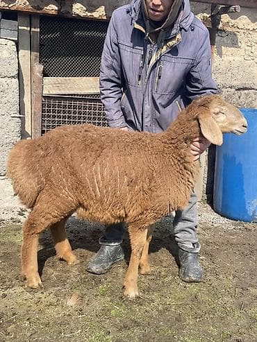 Индюки: Продаю | Овца (самка) | Для разведения | Матка — 6