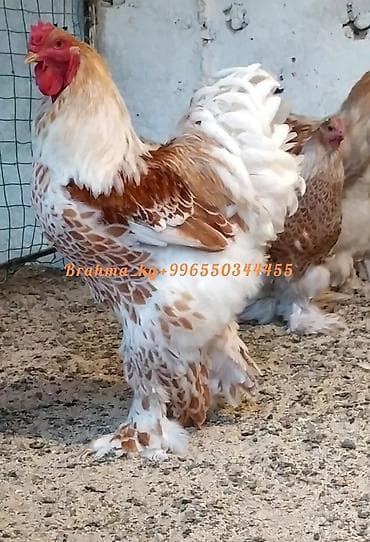 продаю инкубатор: Продаю | Куры, Инкубационные яйца | Брама | Для разведения — 7