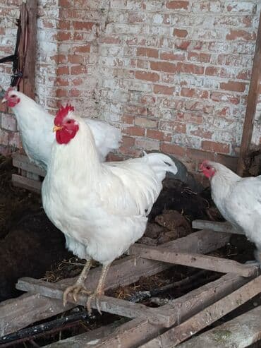 кошка в бишкеке: Продаю | Куры | Домашняя | Для разведения — 7