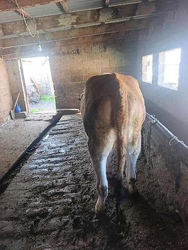 аквариум продаю: Продаю | Тёлка | Для разведения | Нетель — 4