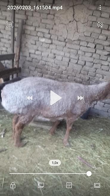 голубь цена: Продаю | Овца (самка) | Арашан | Для разведения — 2