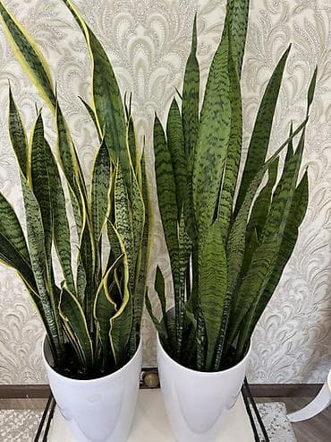 цветы комнотные: Комнатные растения в горшках Варианты из коллекции: - Фикус эластика — 4