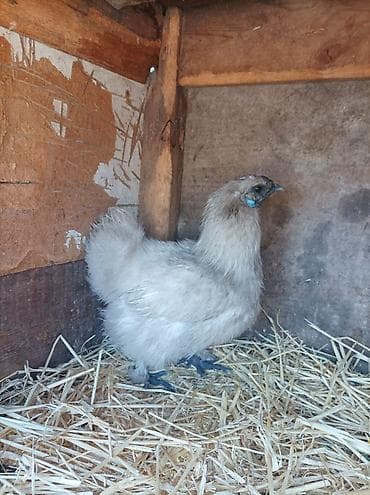 ош курица: Продаю | Куры | На забой, Для разведения — 3