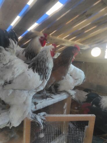 кой кыркыч: Продаю Куриц и петухов породы "Брама" Яйценоские и на мясо. Отличные — 9