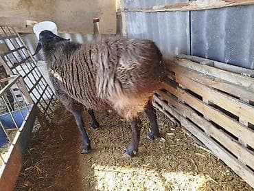 дакан чожо: Продаю | Баран (самец) | Арашан | Для разведения — 4