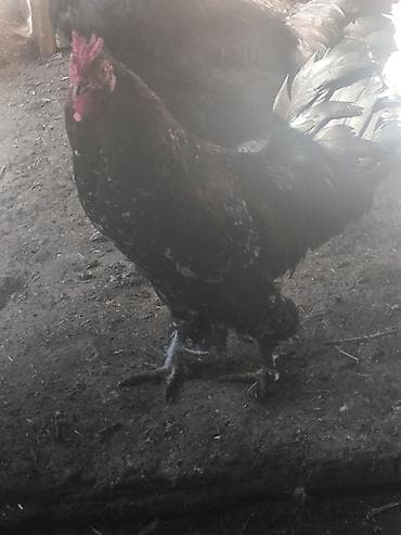 продам курей: Продаю | Куры | Домашняя | Для разведения — 1